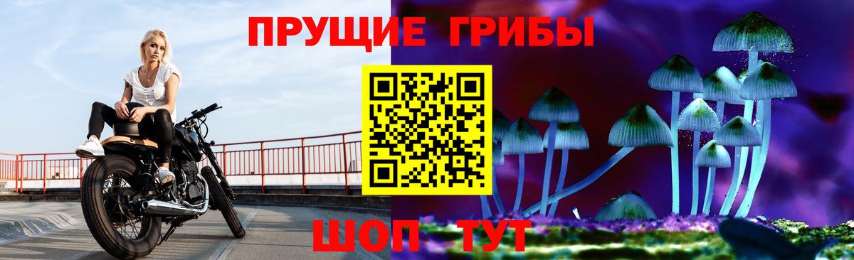Галлюциногенные грибы Psilocybine cubensis Юрга